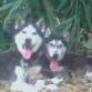 Siberio y Sarca